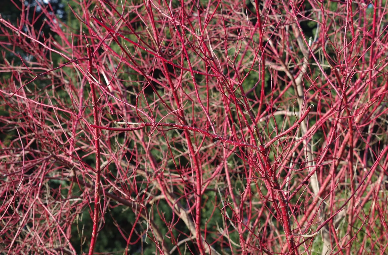 Bright red limbs of red osier dogwoods native plant to PDX metro