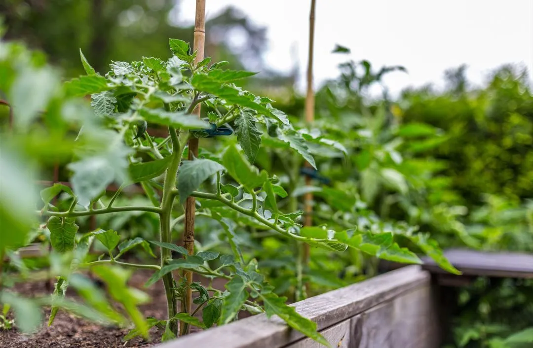 Growing tomato plant in wooden raised vegetable garden bed